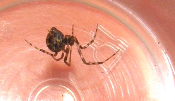 Parasteatoda sp.