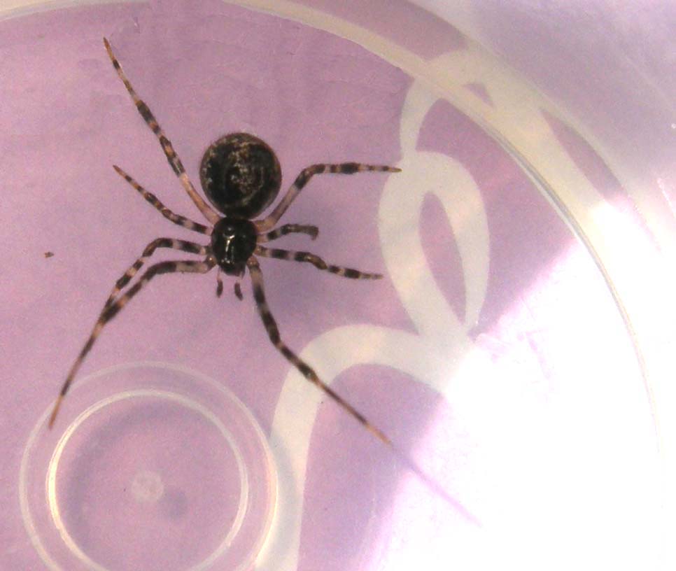 Parasteatoda sp.