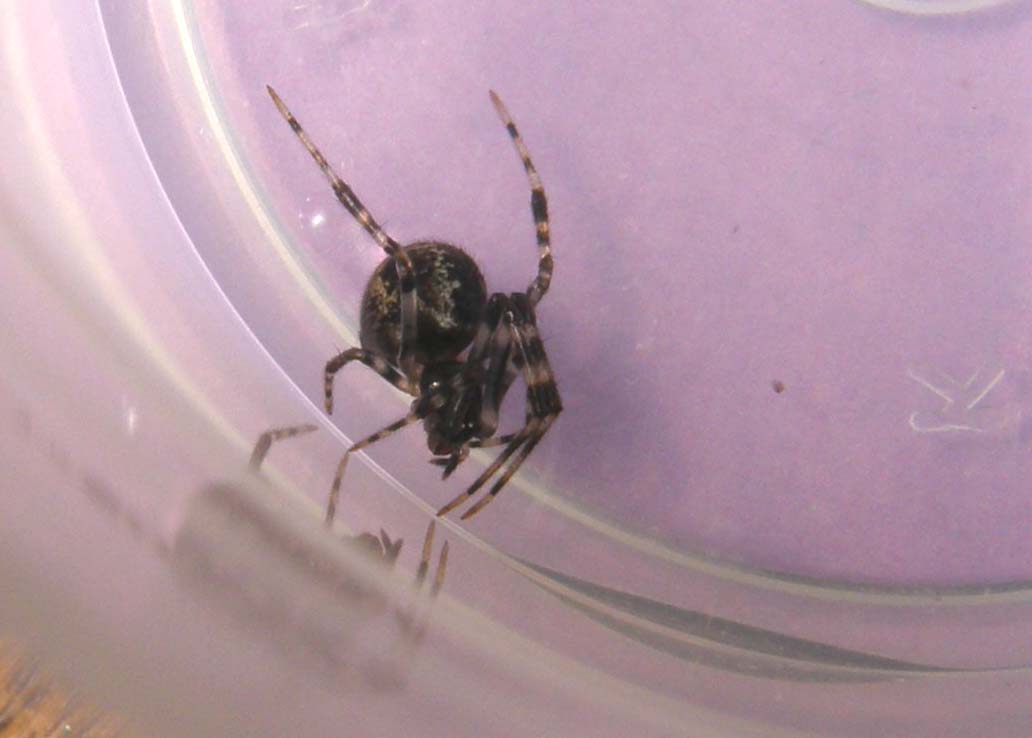 Parasteatoda sp.