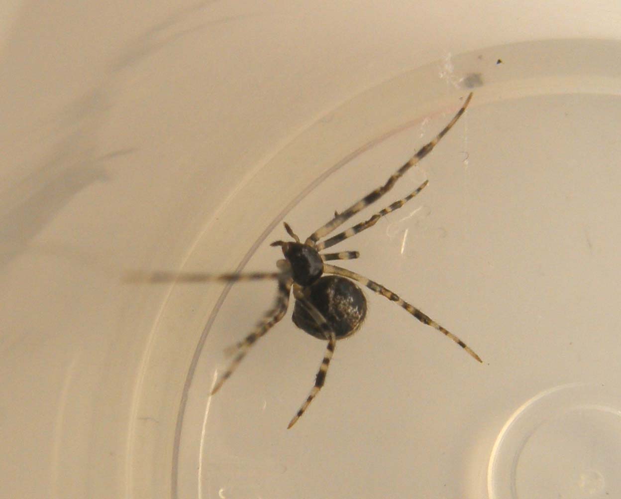 Parasteatoda sp.