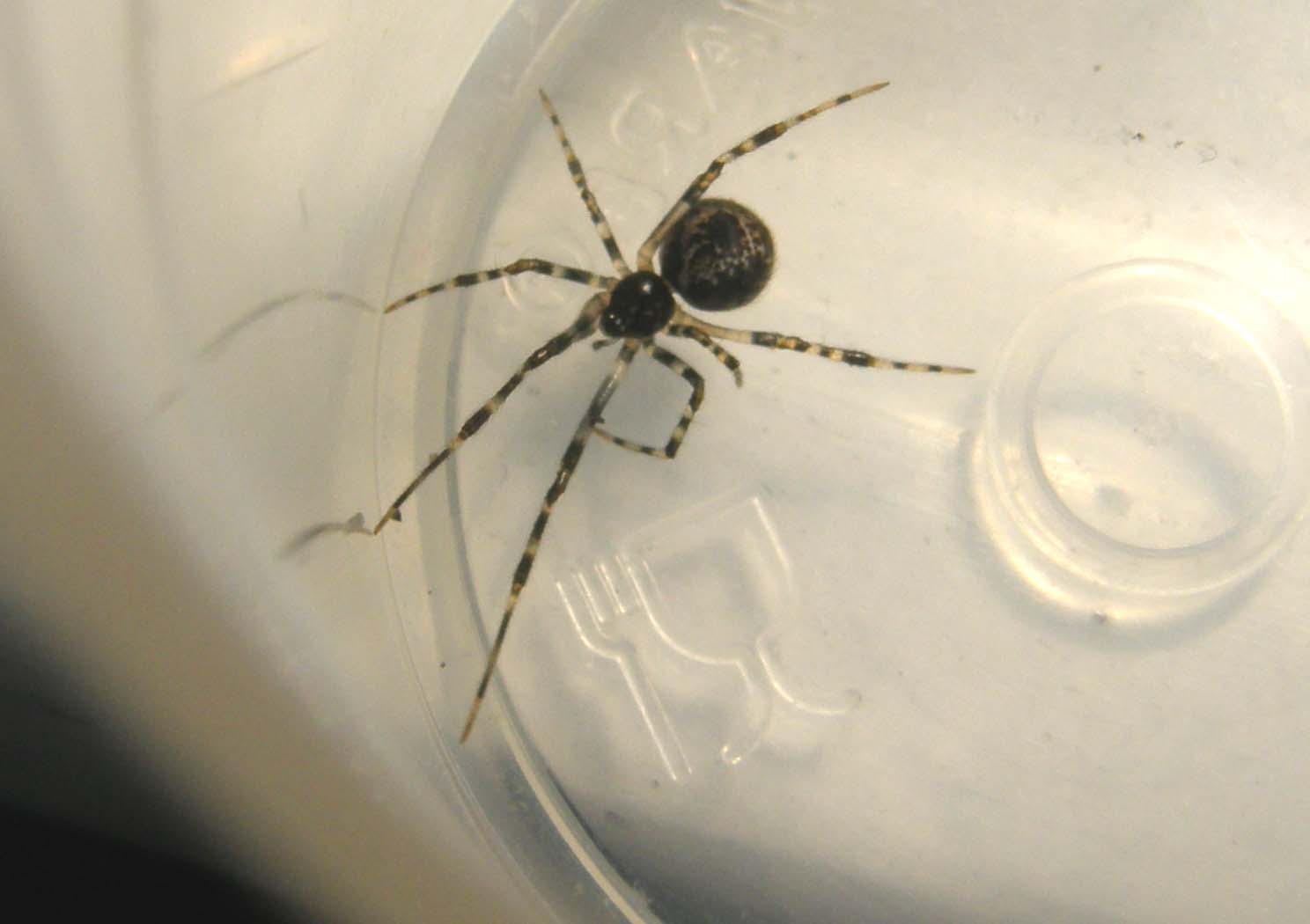 Parasteatoda sp.