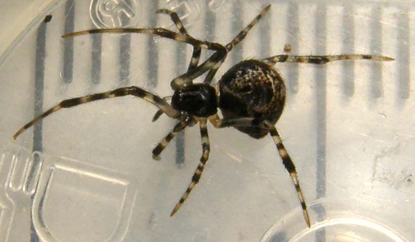 Parasteatoda sp.