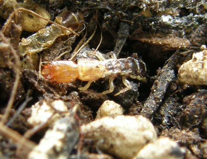 Larva di stafilino... oops, di rafidiottero