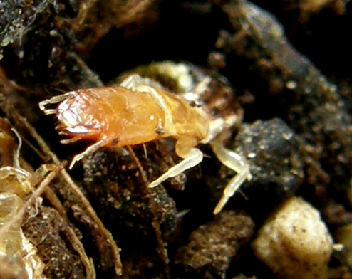 Larva di stafilino... oops, di rafidiottero