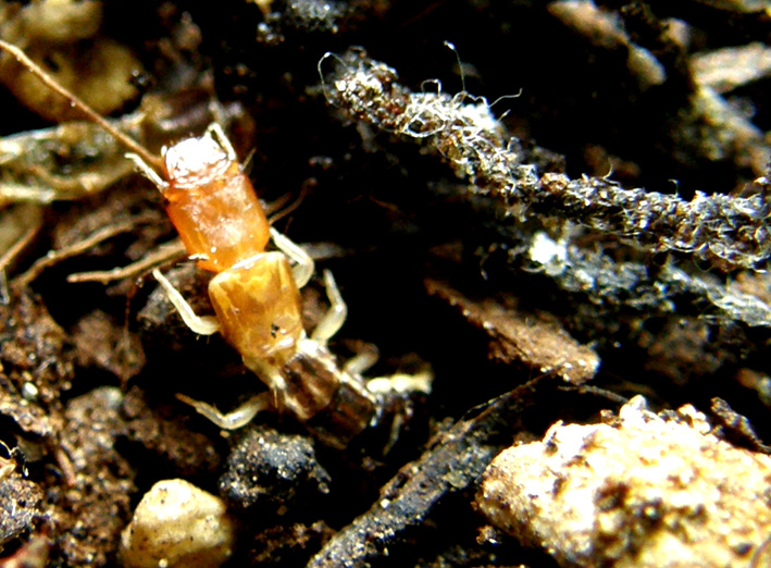 Larva di stafilino... oops, di rafidiottero