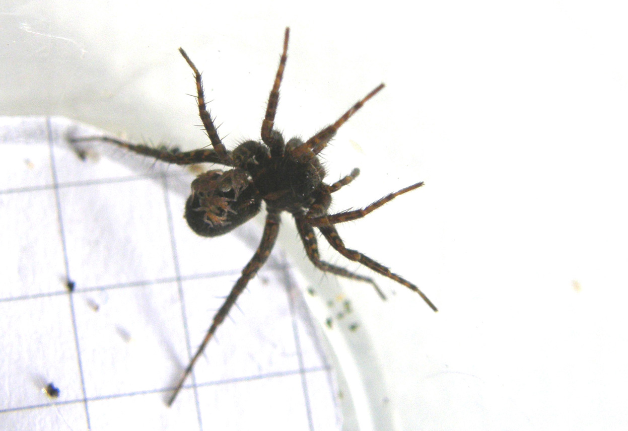Pardosa sp.