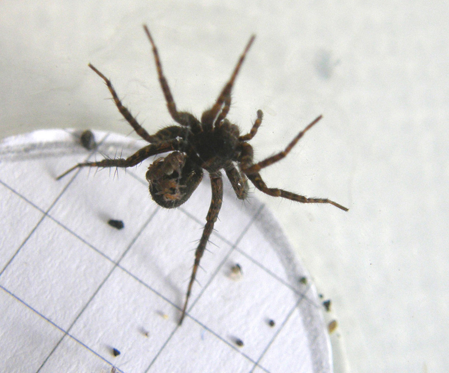 Pardosa sp.
