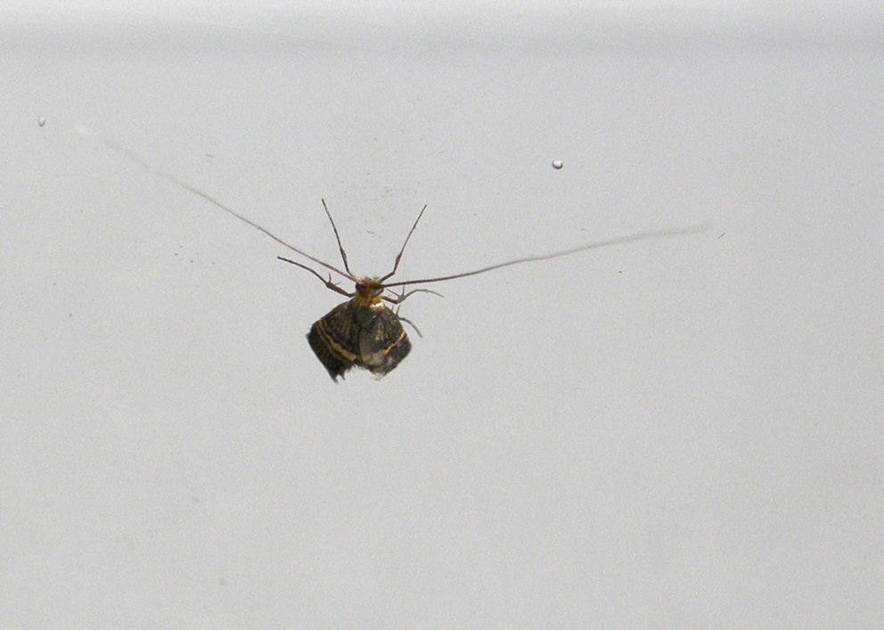 Nemophora degeerella