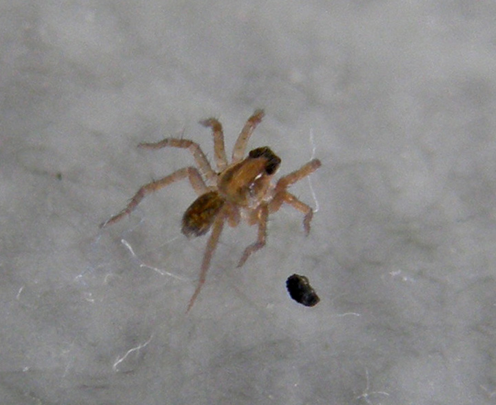 Pardosa sp.