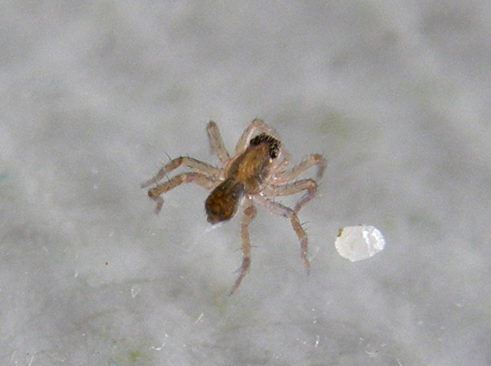 Pardosa sp.