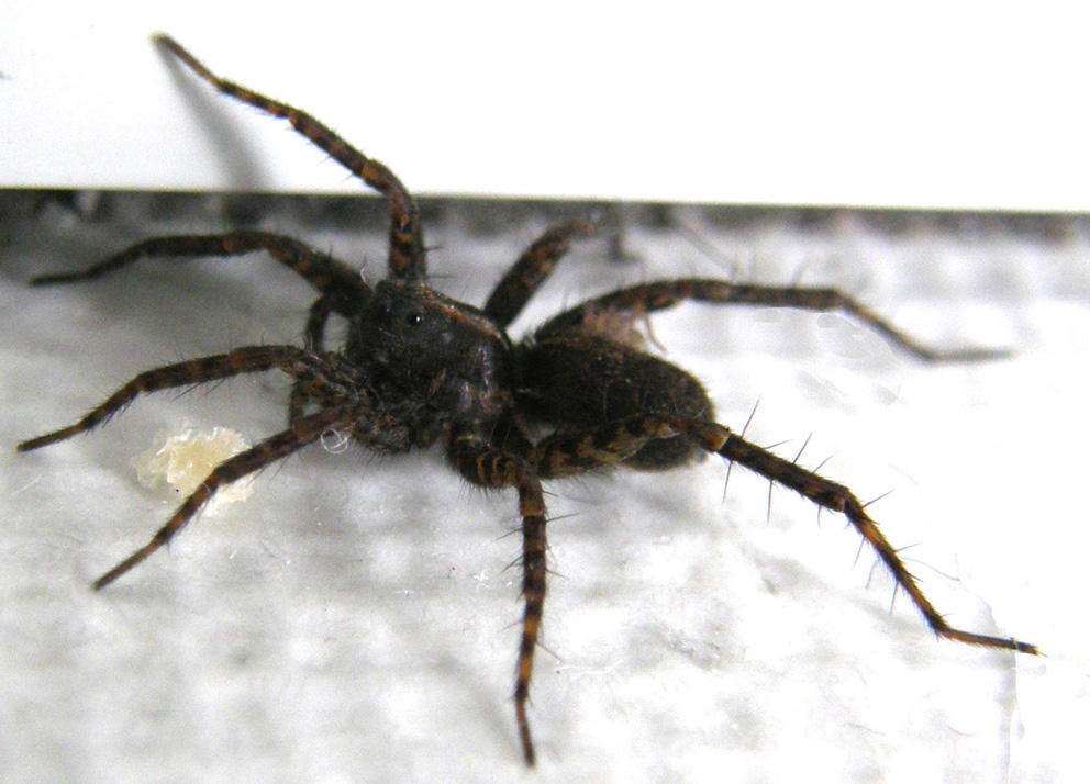 Pardosa sp.