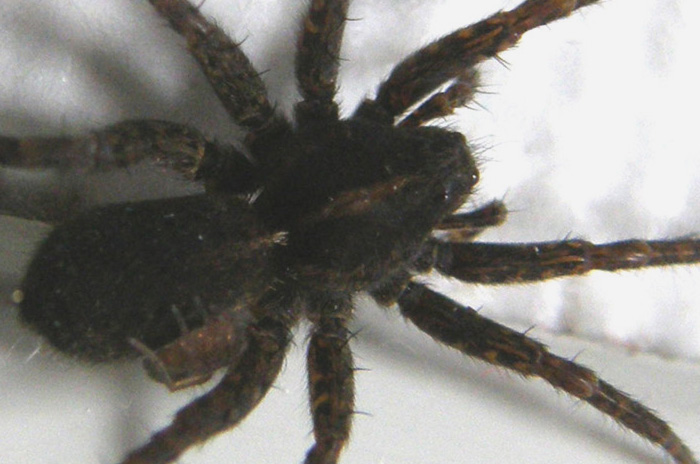 Pardosa sp.