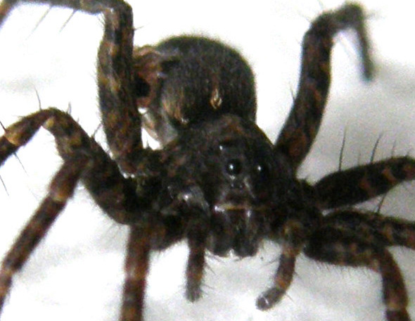 Pardosa sp.