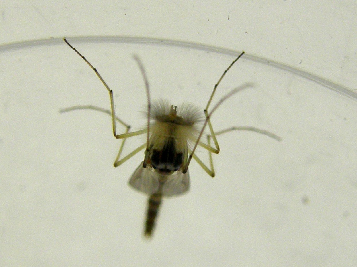 Chironomidae