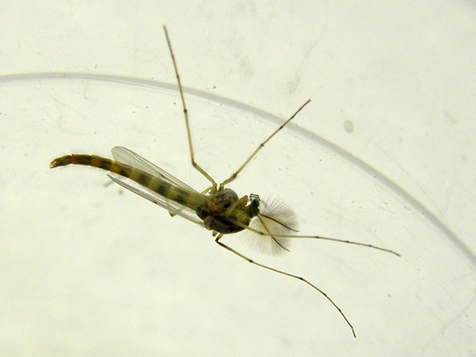 Chironomidae