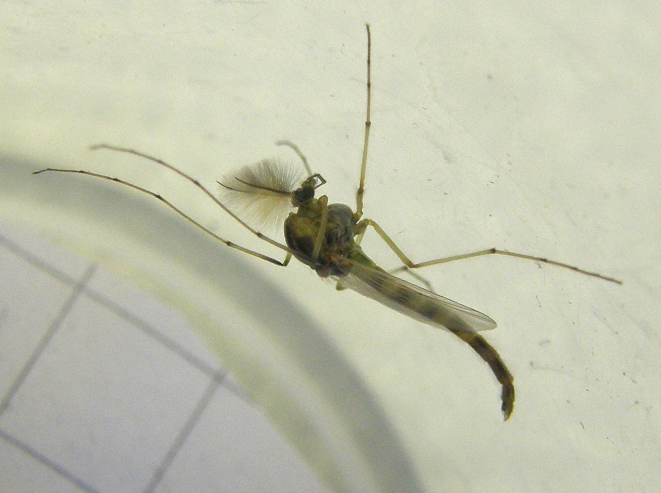 Chironomidae