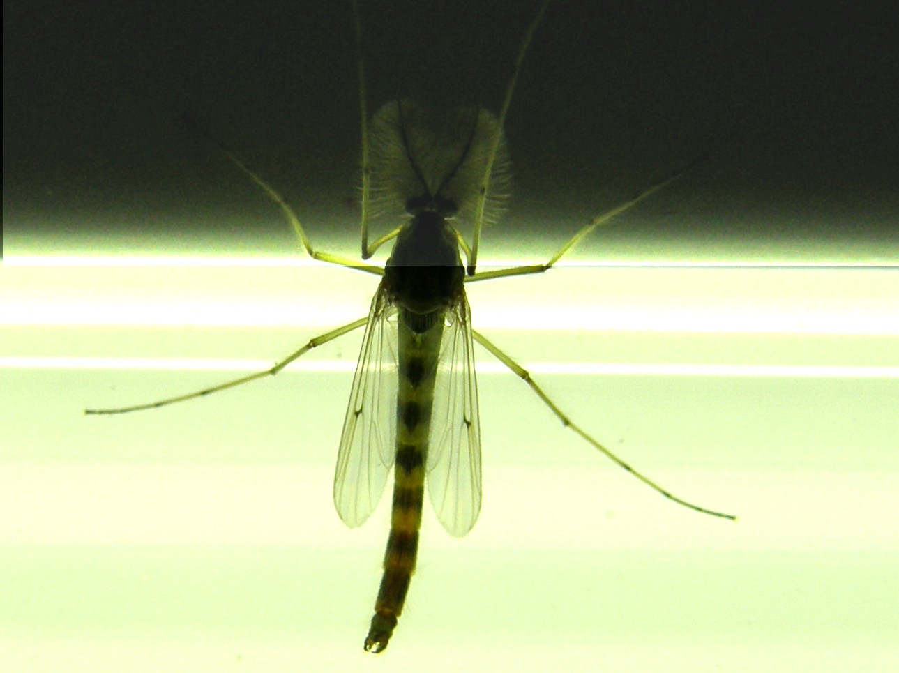 Chironomidae
