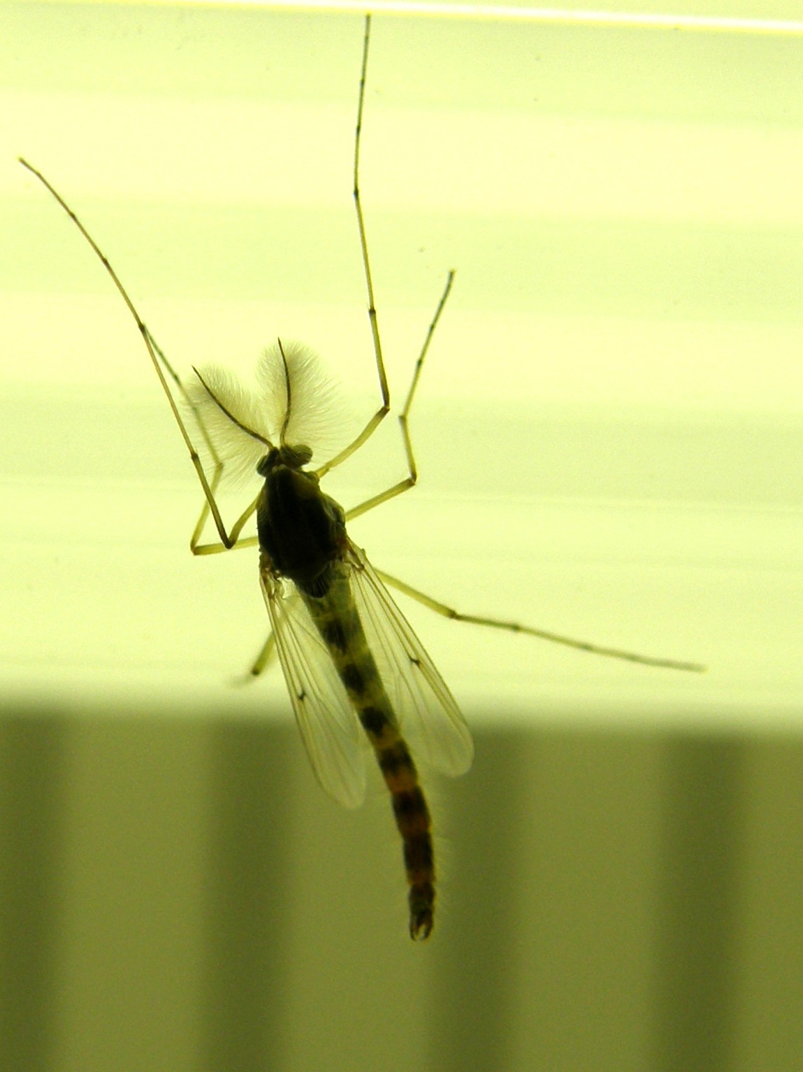 Chironomidae