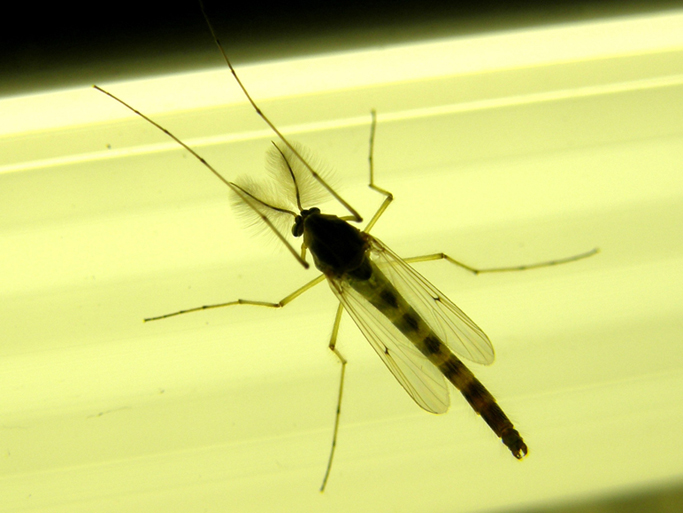 Chironomidae