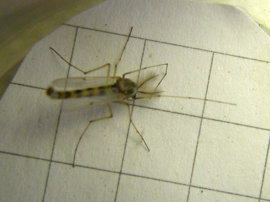 Chironomidae