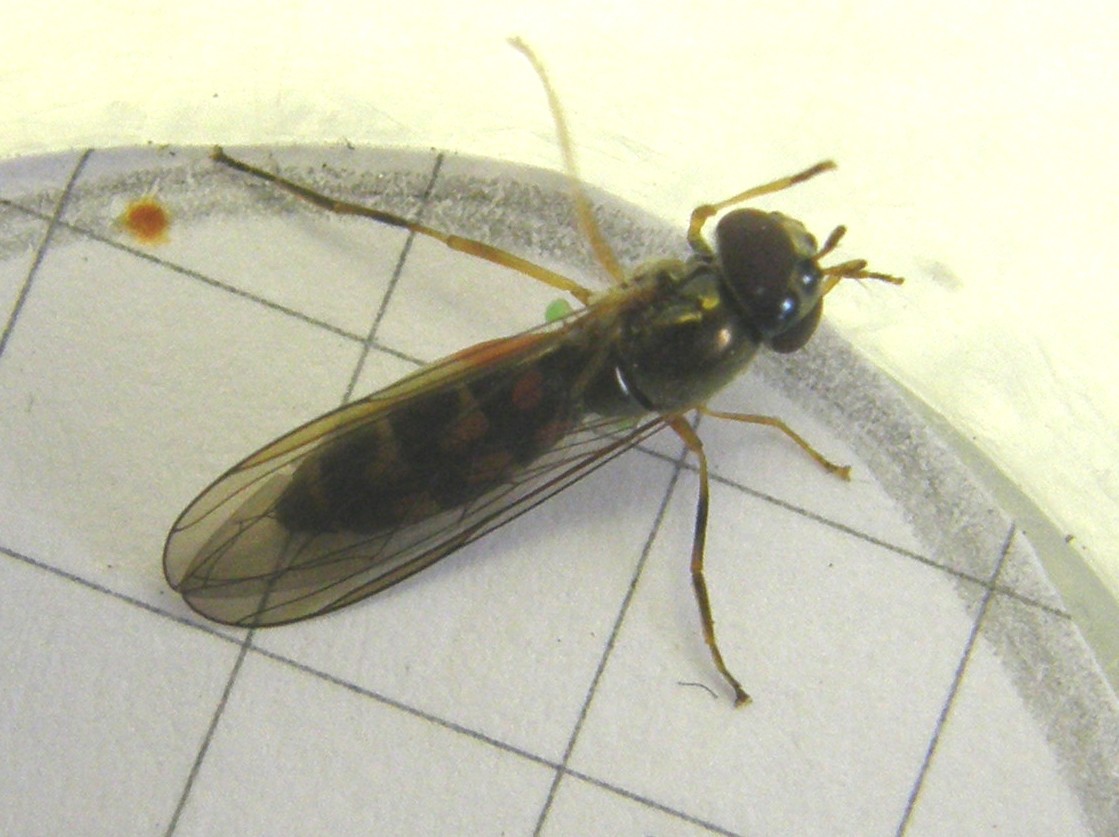 Melanostoma scalare ♀ (Syrphidae)
