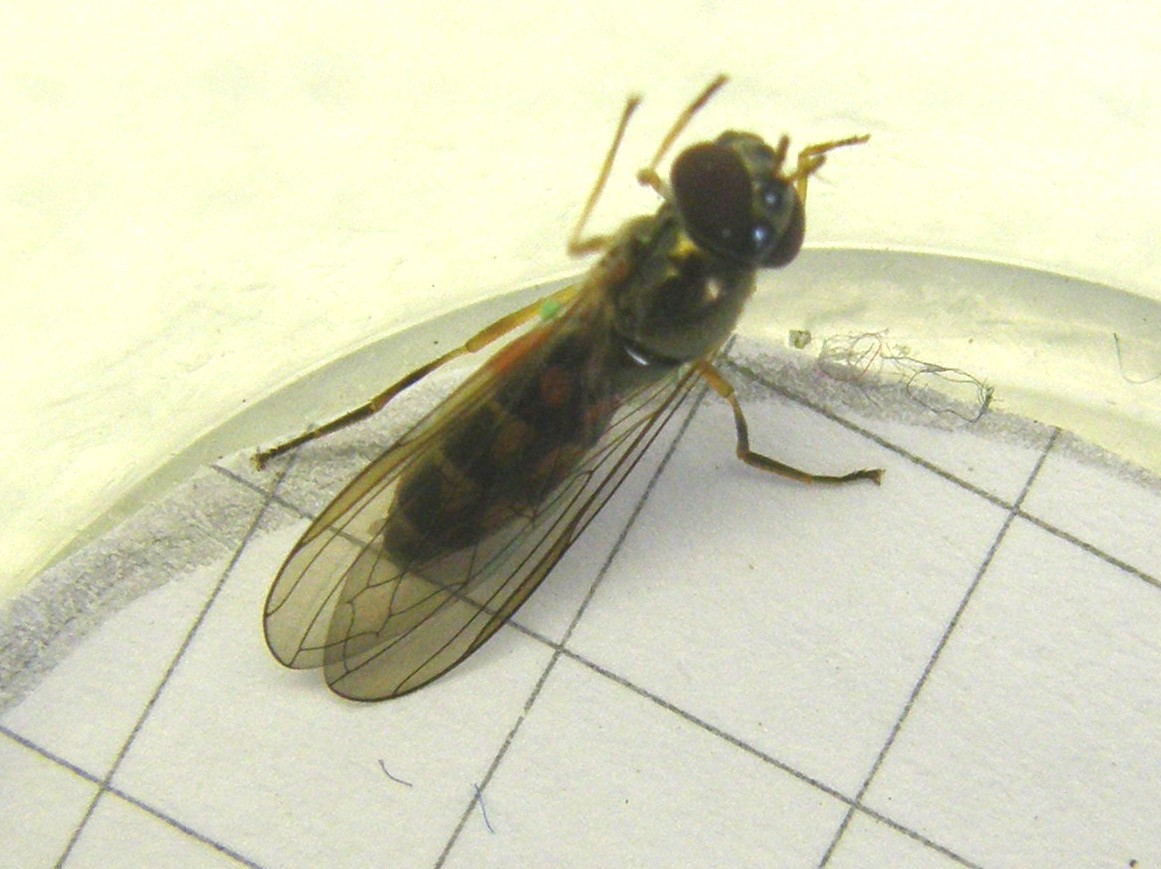 Melanostoma scalare ♀ (Syrphidae)