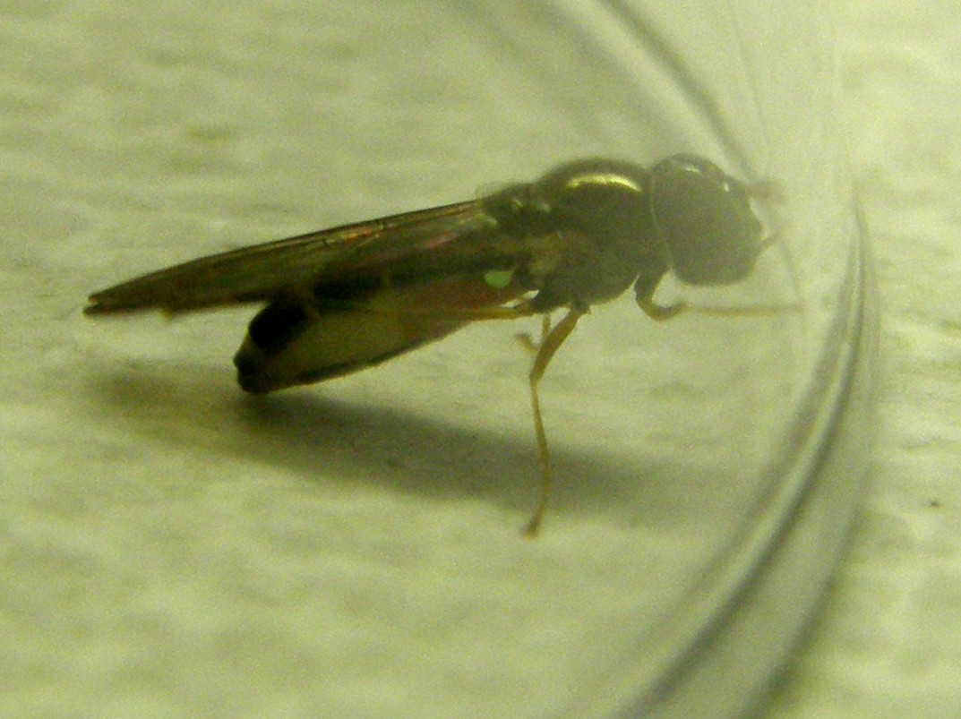 Melanostoma scalare ♀ (Syrphidae)