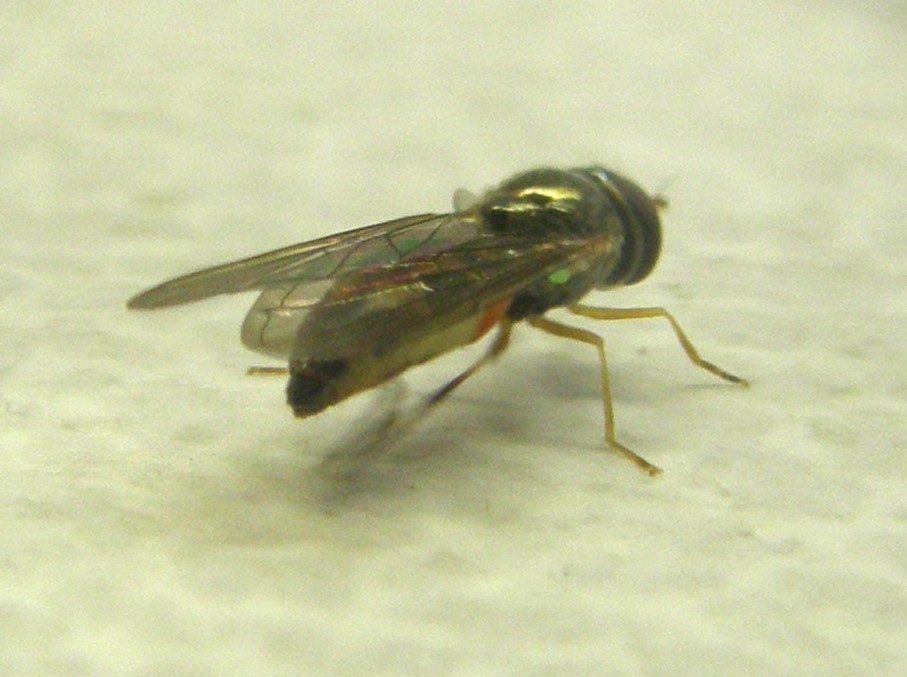 Melanostoma scalare ♀ (Syrphidae)