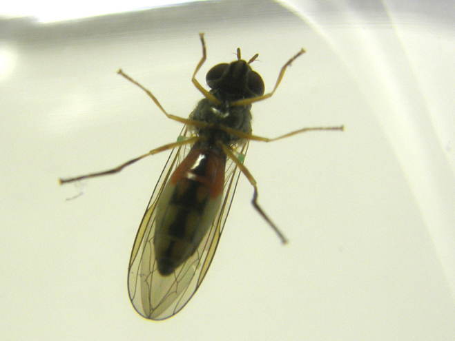Melanostoma scalare ♀ (Syrphidae)