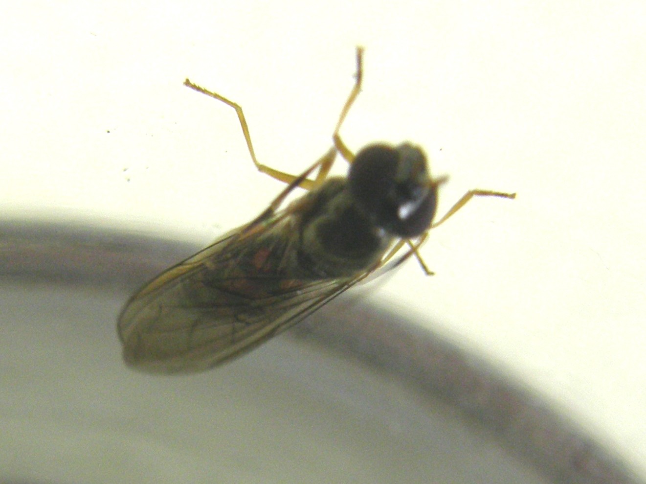 Melanostoma scalare ♀ (Syrphidae)