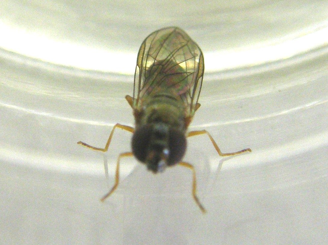 Melanostoma scalare ♀ (Syrphidae)