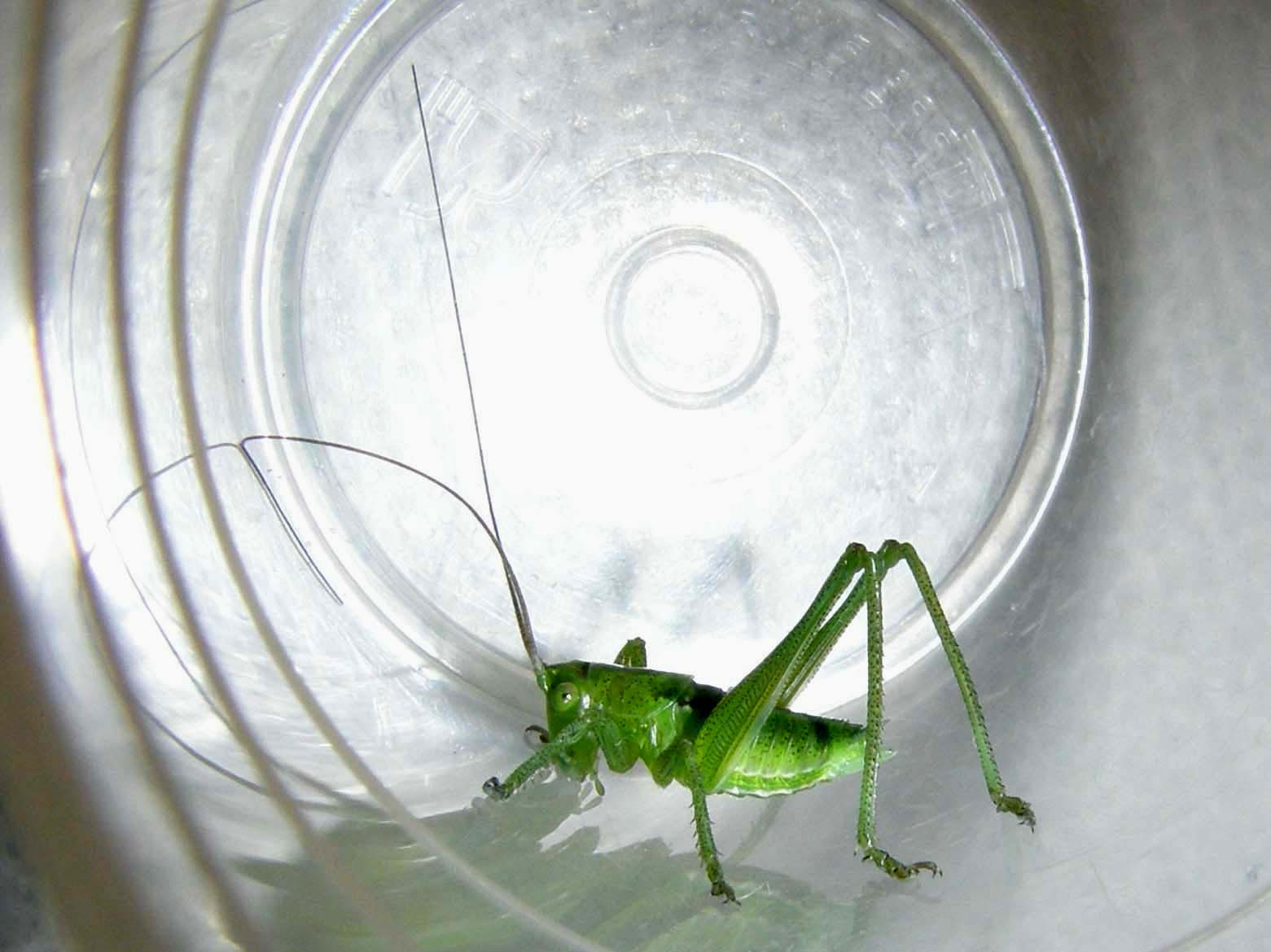 Tettigonidae: Tettigonia sp.