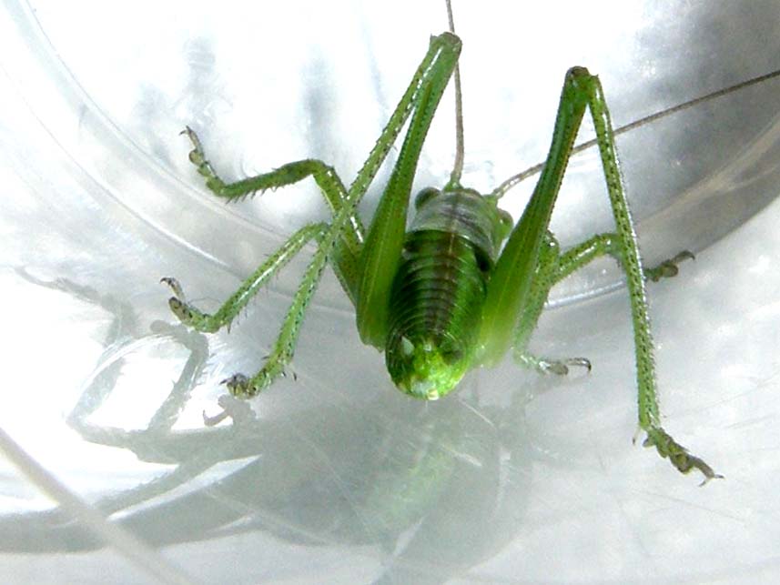 Tettigonidae: Tettigonia sp.