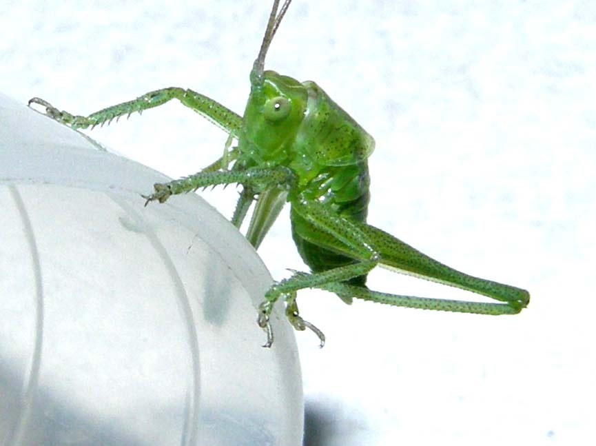 Tettigonidae: Tettigonia sp.