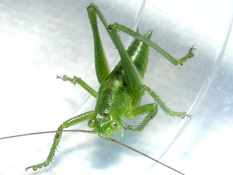 Tettigonidae: Tettigonia sp.