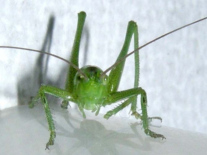 Tettigonidae: Tettigonia sp.