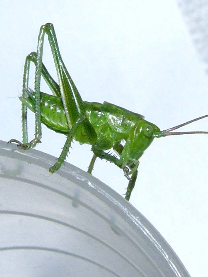 Tettigonidae: Tettigonia sp.