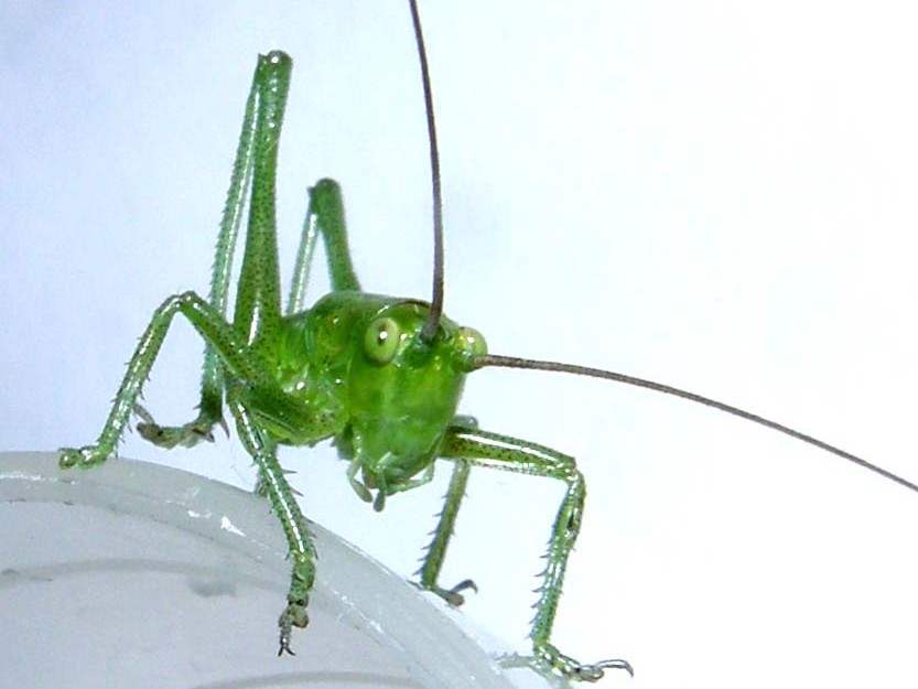 Tettigonidae: Tettigonia sp.