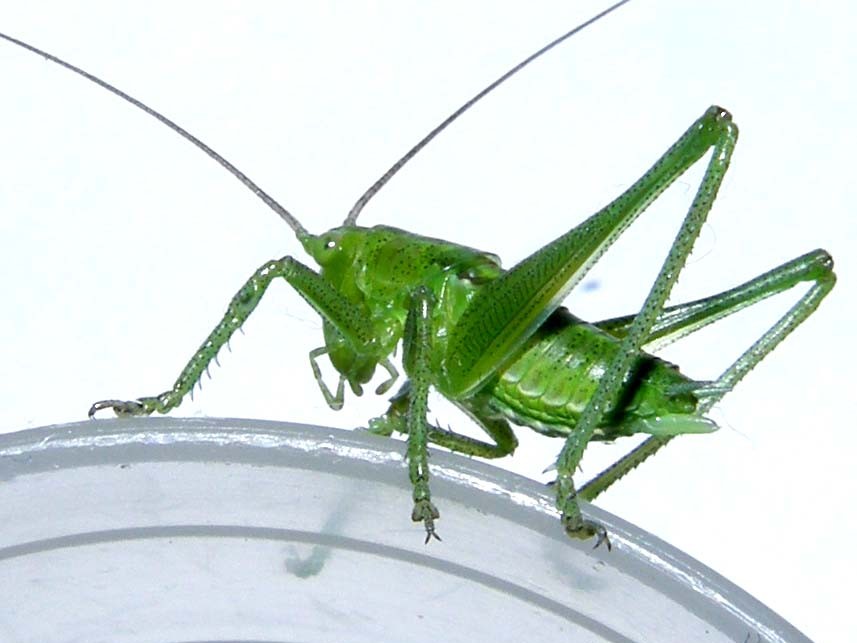 Tettigonidae: Tettigonia sp.