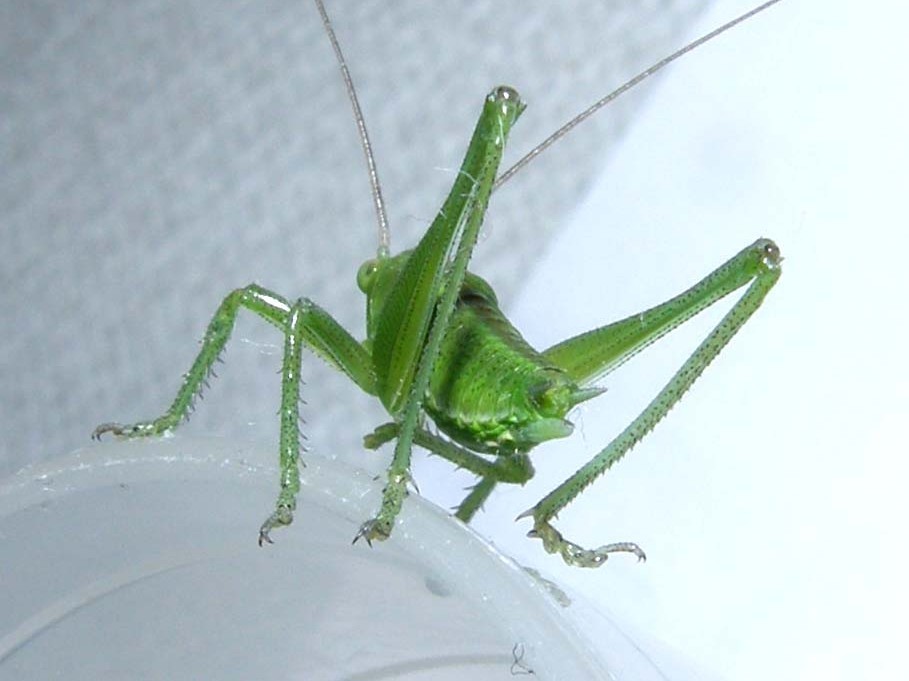 Tettigonidae: Tettigonia sp.