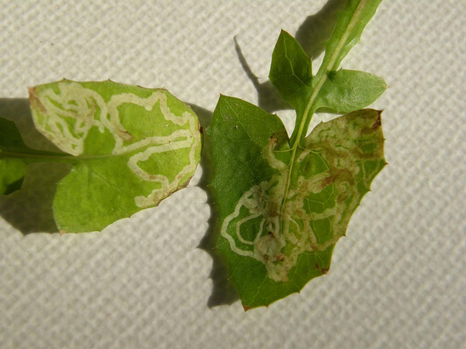 Gallerie su foglie scavate da larve di Agromyzidae