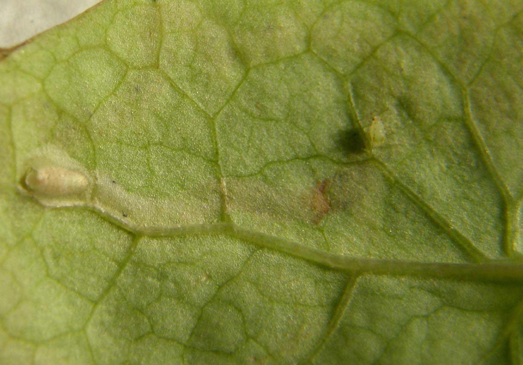 Gallerie su foglie scavate da larve di Agromyzidae