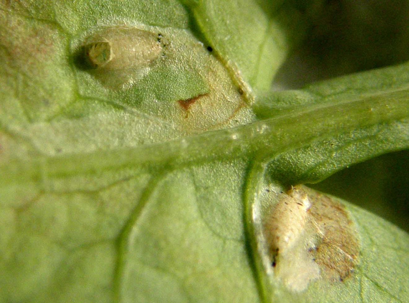 Gallerie su foglie scavate da larve di Agromyzidae