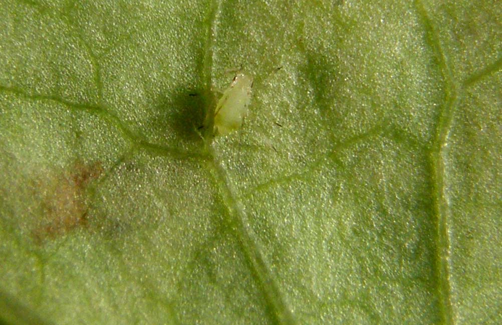 Gallerie su foglie scavate da larve di Agromyzidae