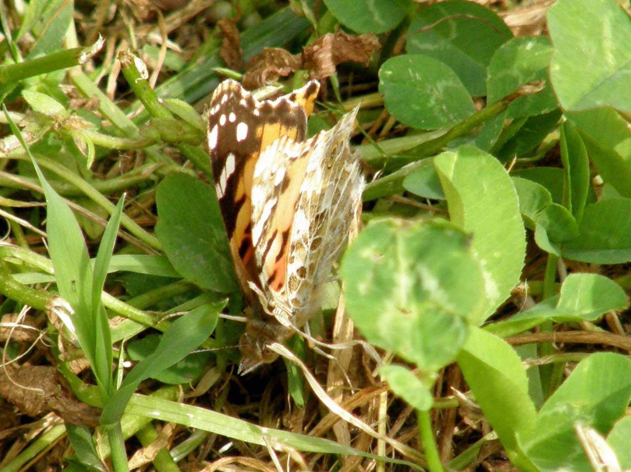 Vanessa cardui