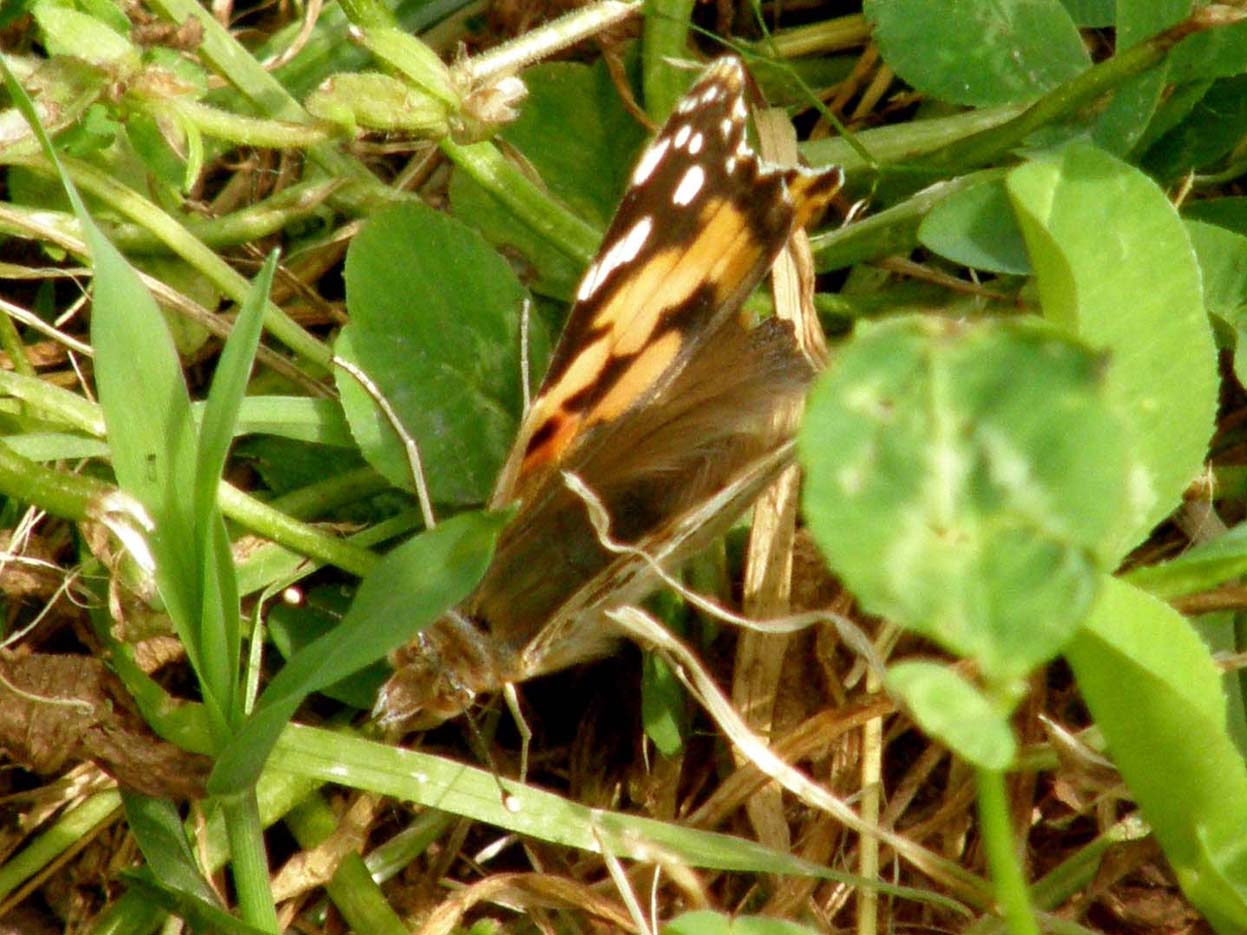 Vanessa cardui