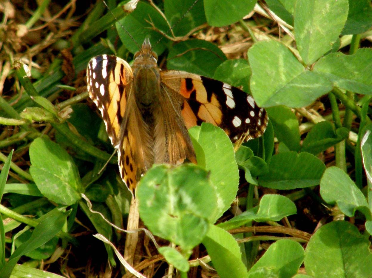 Vanessa cardui