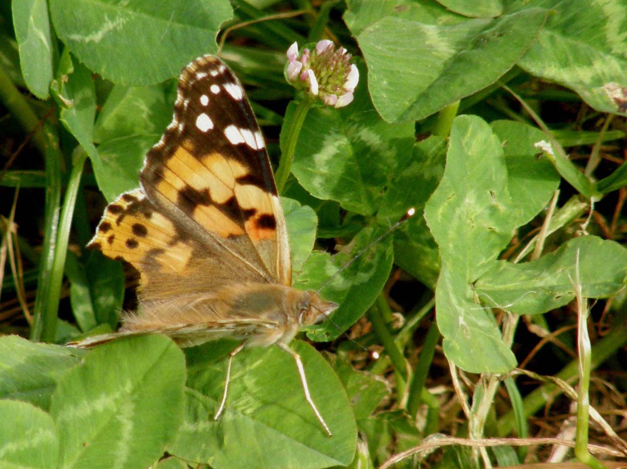 Vanessa cardui