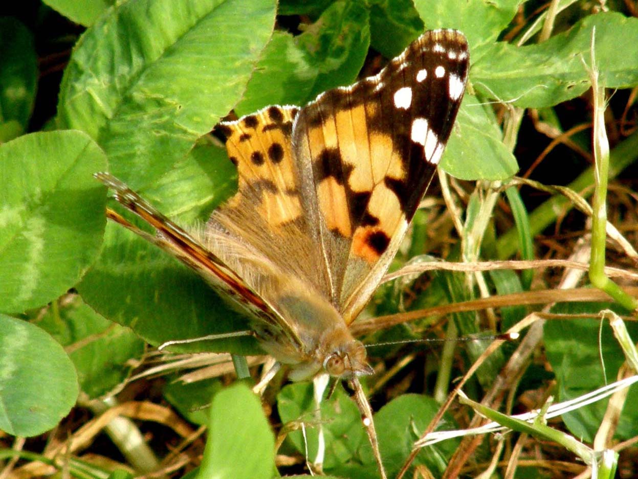 Vanessa cardui