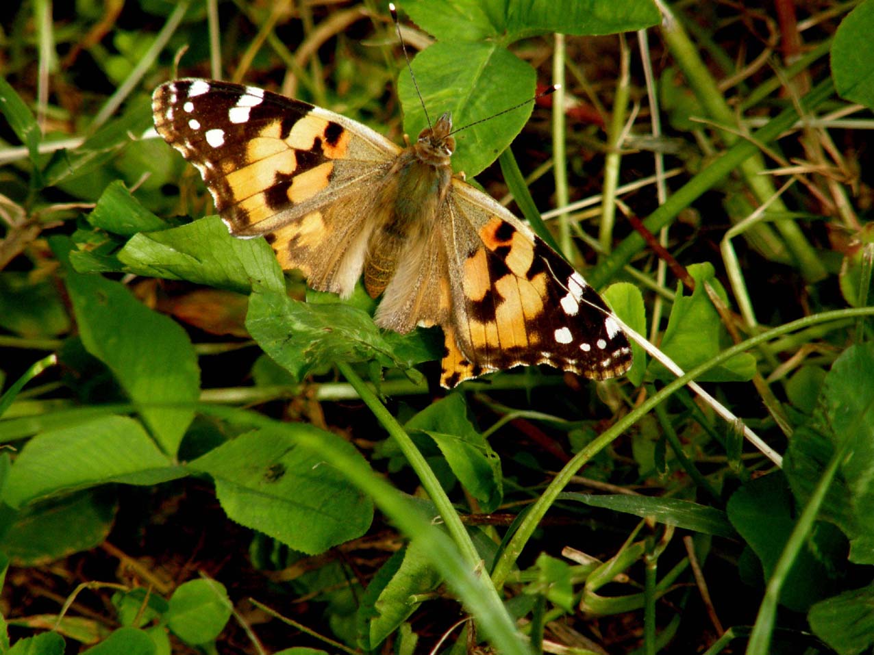 Vanessa cardui